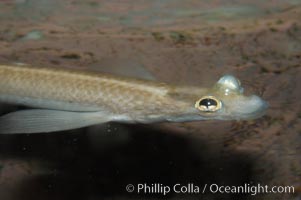 Four-eyed fish, found in the Amazon River delta of South America.  The name four-eyed fish is actually a misnomer.  It has only two eyes, but both are divided into aerial and aquatic parts.  The two retinal regions of each eye, working in concert with two different curvatures of the eyeball above and below water to account for the difference in light refractivity for air and water, allow this amazing fish to see clearly above and below the water surface simultaneously, Anableps anableps