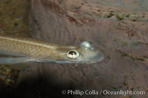 Four-eyed fish, found in the Amazon River delta of South America.  The name four-eyed fish is actually a misnomer.  It has only two eyes, but both are divided into aerial and aquatic parts.  The two retinal regions of each eye, working in concert with two different curvatures of the eyeball above and below water to account for the difference in light refractivity for air and water, allow this amazing fish to see clearly above and below the water surface simultaneously, Anableps anableps