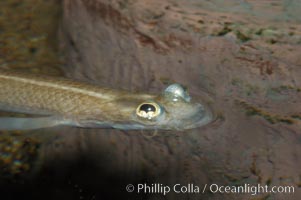 Four-eyed fish, found in the Amazon River delta of South America.  The name four-eyed fish is actually a misnomer.  It has only two eyes, but both are divided into aerial and aquatic parts.  The two retinal regions of each eye, working in concert with two different curvatures of the eyeball above and below water to account for the difference in light refractivity for air and water, allow this amazing fish to see clearly above and below the water surface simultaneously, Anableps anableps