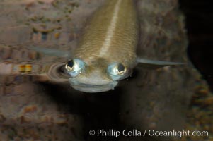 Four-eyed fish, found in the Amazon River delta of South America.  The name four-eyed fish is actually a misnomer.  It has only two eyes, but both are divided into aerial and aquatic parts.  The two retinal regions of each eye, working in concert with two different curvatures of the eyeball above and below water to account for the difference in light refractivity for air and water, allow this amazing fish to see clearly above and below the water surface simultaneously, Anableps anableps