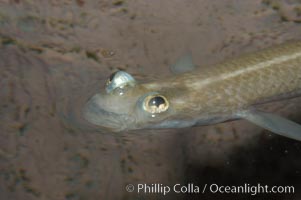 Four-eyed fish, found in the Amazon River delta of South America.  The name four-eyed fish is actually a misnomer.  It has only two eyes, but both are divided into aerial and aquatic parts.  The two retinal regions of each eye, working in concert with two different curvatures of the eyeball above and below water to account for the difference in light refractivity for air and water, allow this amazing fish to see clearly above and below the water surface simultaneously, Anableps anableps