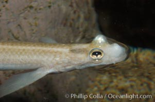 Four-eyed fish, found in the Amazon River delta of South America.  The name four-eyed fish is actually a misnomer.  It has only two eyes, but both are divided into aerial and aquatic parts.  The two retinal regions of each eye, working in concert with two different curvatures of the eyeball above and below water to account for the difference in light refractivity for air and water, allow this amazing fish to see clearly above and below the water surface simultaneously, Anableps anableps