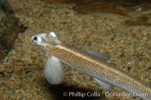 Four-eyed fish, found in the Amazon River delta of South America.  The name four-eyed fish is actually a misnomer.  It has only two eyes, but both are divided into aerial and aquatic parts.  The two retinal regions of each eye, working in concert with two different curvatures of the eyeball above and below water to account for the difference in light refractivity for air and water, allow this amazing fish to see clearly above and below the water surface simultaneously, Anableps anableps