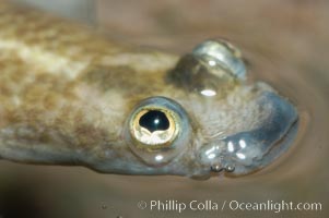 Four-eyed fish, found in the Amazon River delta of South America.  The name four-eyed fish is actually a misnomer.  It has only two eyes, but both are divided into aerial and aquatic parts.  The two retinal regions of each eye, working in concert with two different curvatures of the eyeball above and below water to account for the difference in light refractivity for air and water, allow this amazing fish to see clearly above and below the water surface simultaneously, Anableps anableps