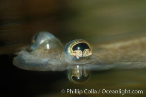 Four-eyed fish, found in the Amazon River delta of South America.  The name four-eyed fish is actually a misnomer.  It has only two eyes, but both are divided into aerial and aquatic parts.  The two retinal regions of each eye, working in concert with two different curvatures of the eyeball above and below water to account for the difference in light refractivity for air and water, allow this amazing fish to see clearly above and below the water surface simultaneously, Anableps anableps