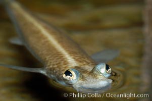 Four-eyed fish, found in the Amazon River delta of South America.  The name four-eyed fish is actually a misnomer.  It has only two eyes, but both are divided into aerial and aquatic parts.  The two retinal regions of each eye, working in concert with two different curvatures of the eyeball above and below water to account for the difference in light refractivity for air and water, allow this amazing fish to see clearly above and below the water surface simultaneously, Anableps anableps