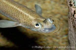 Four-eyed fish, found in the Amazon River delta of South America.  The name four-eyed fish is actually a misnomer.  It has only two eyes, but both are divided into aerial and aquatic parts.  The two retinal regions of each eye, working in concert with two different curvatures of the eyeball above and below water to account for the difference in light refractivity for air and water, allow this amazing fish to see clearly above and below the water surface simultaneously, Anableps anableps