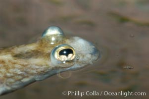 Four-eyed fish, found in the Amazon River delta of South America.  The name four-eyed fish is actually a misnomer.  It has only two eyes, but both are divided into aerial and aquatic parts.  The two retinal regions of each eye, working in concert with two different curvatures of the eyeball above and below water to account for the difference in light refractivity for air and water, allow this amazing fish to see clearly above and below the water surface simultaneously, Anableps anableps