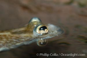 Four-eyed fish, found in the Amazon River delta of South America.  The name four-eyed fish is actually a misnomer.  It has only two eyes, but both are divided into aerial and aquatic parts.  The two retinal regions of each eye, working in concert with two different curvatures of the eyeball above and below water to account for the difference in light refractivity for air and water, allow this amazing fish to see clearly above and below the water surface simultaneously, Anableps anableps