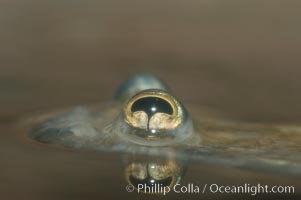 Four-eyed fish, found in the Amazon River delta of South America.  The name four-eyed fish is actually a misnomer.  It has only two eyes, but both are divided into aerial and aquatic parts.  The two retinal regions of each eye, working in concert with two different curvatures of the eyeball above and below water to account for the difference in light refractivity for air and water, allow this amazing fish to see clearly above and below the water surface simultaneously, Anableps anableps