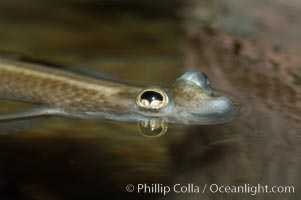 Four-eyed fish, found in the Amazon River delta of South America.  The name four-eyed fish is actually a misnomer.  It has only two eyes, but both are divided into aerial and aquatic parts.  The two retinal regions of each eye, working in concert with two different curvatures of the eyeball above and below water to account for the difference in light refractivity for air and water, allow this amazing fish to see clearly above and below the water surface simultaneously., Anableps anableps, natural history stock photograph, photo id 09385
