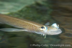 Four-eyed fish, found in the Amazon River delta of South America.  The name four-eyed fish is actually a misnomer.  It has only two eyes, but both are divided into aerial and aquatic parts.  The two retinal regions of each eye, working in concert with two different curvatures of the eyeball above and below water to account for the difference in light refractivity for air and water, allow this amazing fish to see clearly above and below the water surface simultaneously, Anableps anableps