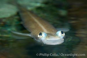 Four-eyed fish, found in the Amazon River delta of South America.  The name four-eyed fish is actually a misnomer.  It has only two eyes, but both are divided into aerial and aquatic parts.  The two retinal regions of each eye, working in concert with two different curvatures of the eyeball above and below water to account for the difference in light refractivity for air and water, allow this amazing fish to see clearly above and below the water surface simultaneously, Anableps anableps