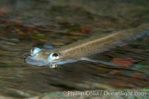 Four-eyed fish, found in the Amazon River delta of South America.  The name four-eyed fish is actually a misnomer.  It has only two eyes, but both are divided into aerial and aquatic parts.  The two retinal regions of each eye, working in concert with two different curvatures of the eyeball above and below water to account for the difference in light refractivity for air and water, allow this amazing fish to see clearly above and below the water surface simultaneously, Anableps anableps