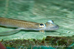 Four-eyed fish, found in the Amazon River delta of South America.  The name four-eyed fish is actually a misnomer.  It has only two eyes, but both are divided into aerial and aquatic parts.  The two retinal regions of each eye, working in concert with two different curvatures of the eyeball above and below water to account for the difference in light refractivity for air and water, allow this amazing fish to see clearly above and below the water surface simultaneously, Anableps anableps