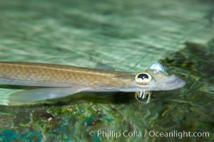 Four-eyed fish, found in the Amazon River delta of South America.  The name four-eyed fish is actually a misnomer.  It has only two eyes, but both are divided into aerial and aquatic parts.  The two retinal regions of each eye, working in concert with two different curvatures of the eyeball above and below water to account for the difference in light refractivity for air and water, allow this amazing fish to see clearly above and below the water surface simultaneously, Anableps anableps