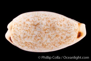 Four-spotted Cowrie, Cypraea quadrimaculata