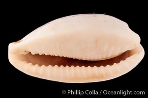 Four-spotted Cowrie, Cypraea quadrimaculata