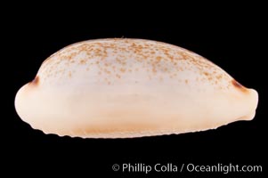 Four-spotted Cowrie, Cypraea quadrimaculata