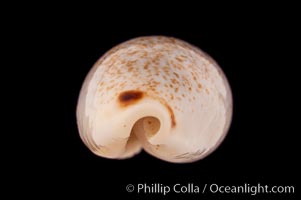 Four-spotted Cowrie, Cypraea quadrimaculata