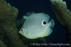 Foureye butterflyfish, Chaetodon capistratus, Roatan