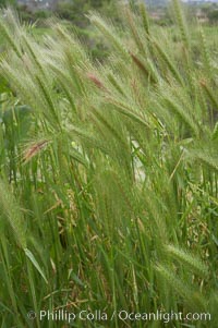 Foxtail barley, Hordeum murinum, San Elijo Lagoon, Encinitas, California