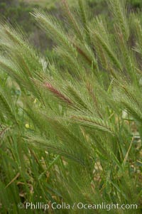 Foxtail barley, Hordeum murinum, San Elijo Lagoon, Encinitas, California