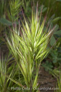 Foxtail brome, Bromus madritensis rubens, San Elijo Lagoon, Encinitas, California