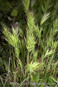 Foxtail brome, Bromus madritensis rubens, San Elijo Lagoon, Encinitas, California