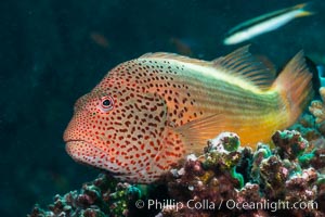 Freckled Hawkfish (Black-sided Hawkfish), Paracirrhites forsteri, Fiji, Paracirrhites forsteri, Makogai Island, Lomaiviti Archipelago