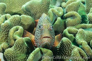 Freckled Hawkfish (Black-sided Hawkfish), Paracirrhites forsteri, Fiji, Paracirrhites forsteri, Makogai Island, Lomaiviti Archipelago