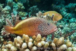 Freckled Hawkfish (Black-sided Hawkfish), Paracirrhites forsteri, Fiji, Paracirrhites forsteri, Makogai Island, Lomaiviti Archipelago