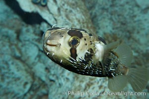 Freckled porcupinefish, Diodon holocanthus