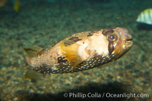 Freckled porcupinefish, Diodon holocanthus