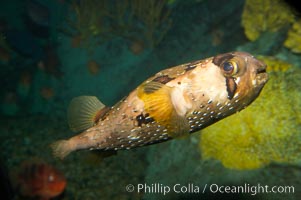 Freckled porcupinefish., Diodon holocanthus, natural history stock photograph, photo id 12909