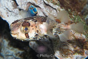 Freckled porcupinefish, Diodon holocanthus