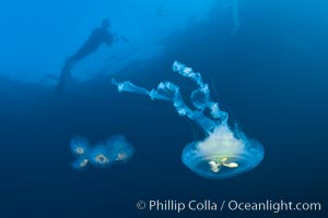 A freediving underwater photographer hovers above jellyfish Phacellophora camtschatica and salp chain Cyclosalpa affinis, drifting in the open ocean, San Diego, California.
