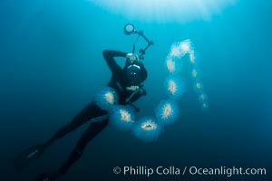 Freediver photographing pelagic gelatinous zooplankton, adrift in the open ocean.