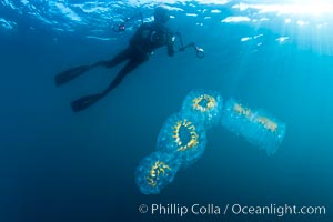 Freediver photographing pelagic gelatinous zooplankton, adrift in the open ocean, Cyclosalpa affinis, San Diego, California