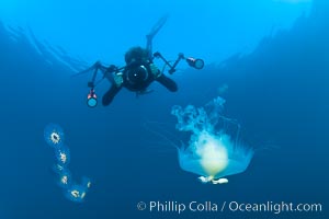 Freediver photographing pelagic gelatinous zooplankton, adrift in the open ocean, Phacellophora camtschatica, San Diego, California