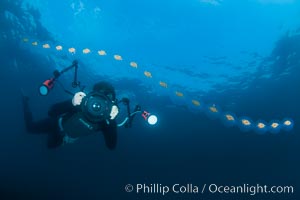 Freediver photographing pelagic gelatinous zooplankton, adrift in the open ocean, Cyclosalpa affinis, San Diego, California
