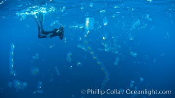 Freediving photographer in a cloud of salps, gelatinous zooplankton that drifts with open ocean currents.