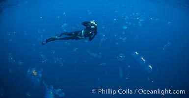 Freediving photographer in a cloud of salps, gelatinous zooplankton that drifts with open ocean currents, San Diego, California