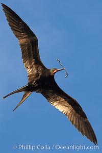 Great frigatebird, adult male, in flight, carrying twig for nest building, green iridescence of scapular feathers identifying species.  Wolf Island, Fregata minor