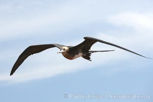 Great frigatebird, juvenile, in flight, rust-color neck identifies species.  North Seymour Island, Fregata minor