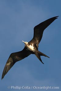 Great frigatebird, juvenile, in flight, rust-color neck identifies species.  Wolf Island, Fregata minor