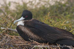 Great frigatebird, adult female, at the nest. North Seymour Island, Fregata minor