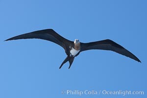 Great frigatebird, juvenile, in flight, rust-color neck identifies species.  Wolf Island, Fregata minor