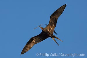 Great frigatebird, adult male, in flight, carrying twig for nest building, green iridescence of scapular feathers identifying species.  Wolf Island, Fregata minor