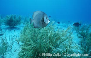 French angel fish, Pomacanthus paru